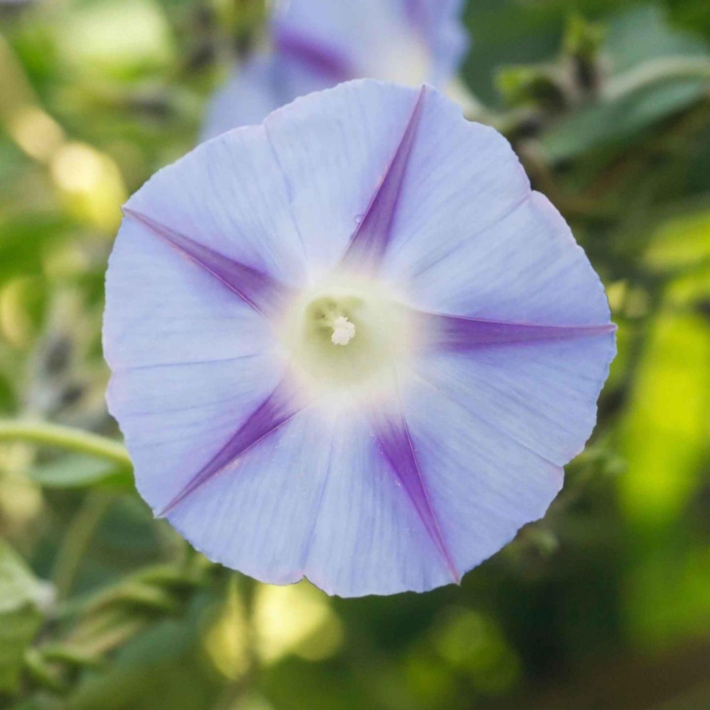 Morning glory inkspots deep purple bloom with distinctive dark veins on a soft backdrop.