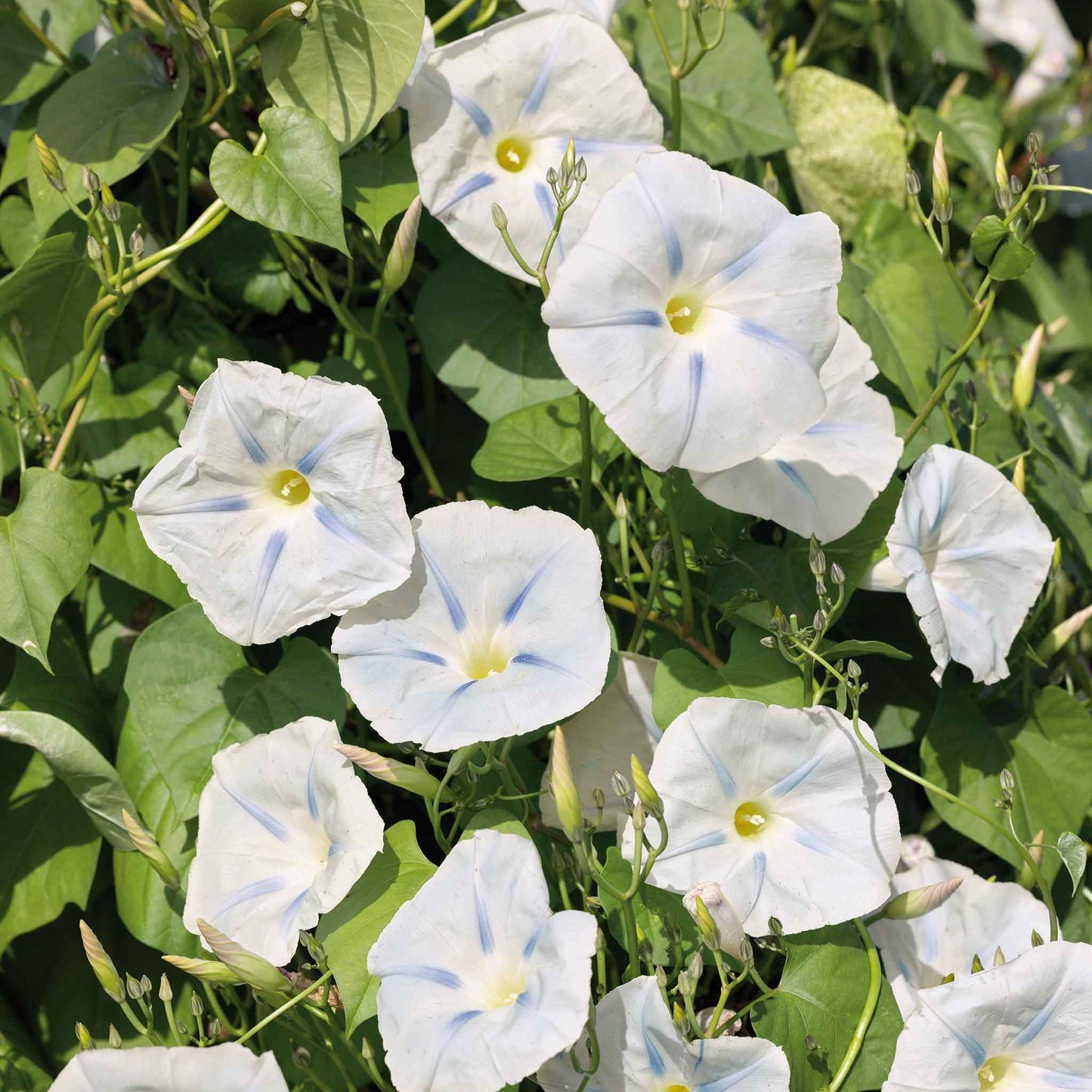 Morning glory ismay dark purple-black blooms with a faint star pattern on a leafy backdrop.