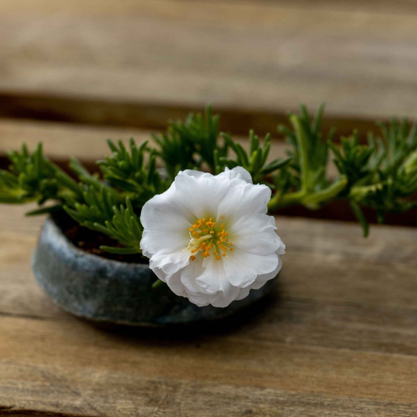 Moss rose happy hour coconut soft pink blooms with yellow centers on a wooden backdrop.