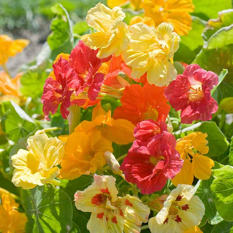 Mixed red, orange, and yellow Nasturtium Organic Jewel Mix on a green background | copyright: Floramedia UK Ltd