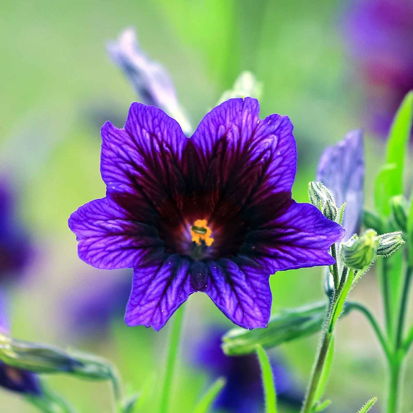 Close-up of a vibrant blue and purple painted tongue flower with a soft, blurred background.