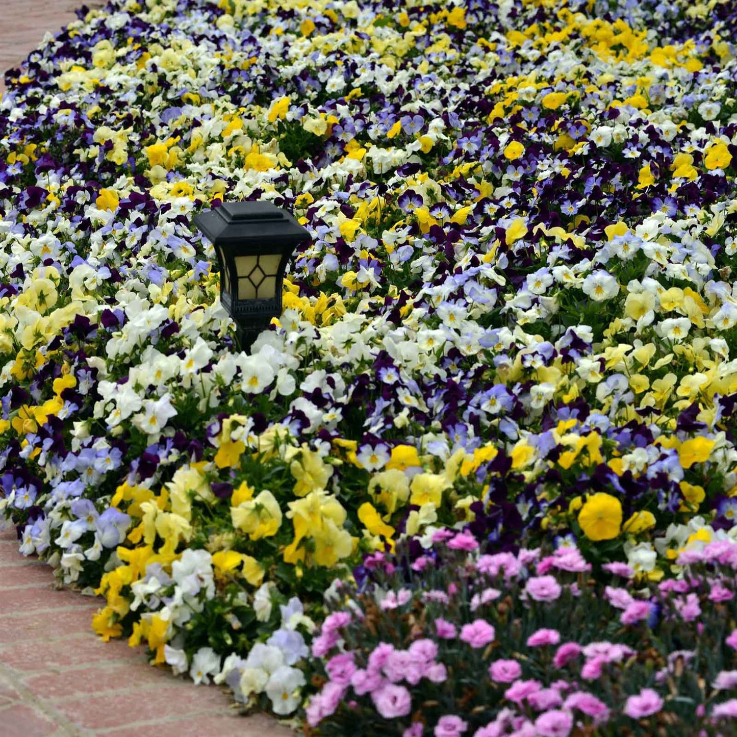 Pansy cool wave mix cluster of purple, yellow and white blooms in a sunny garden.