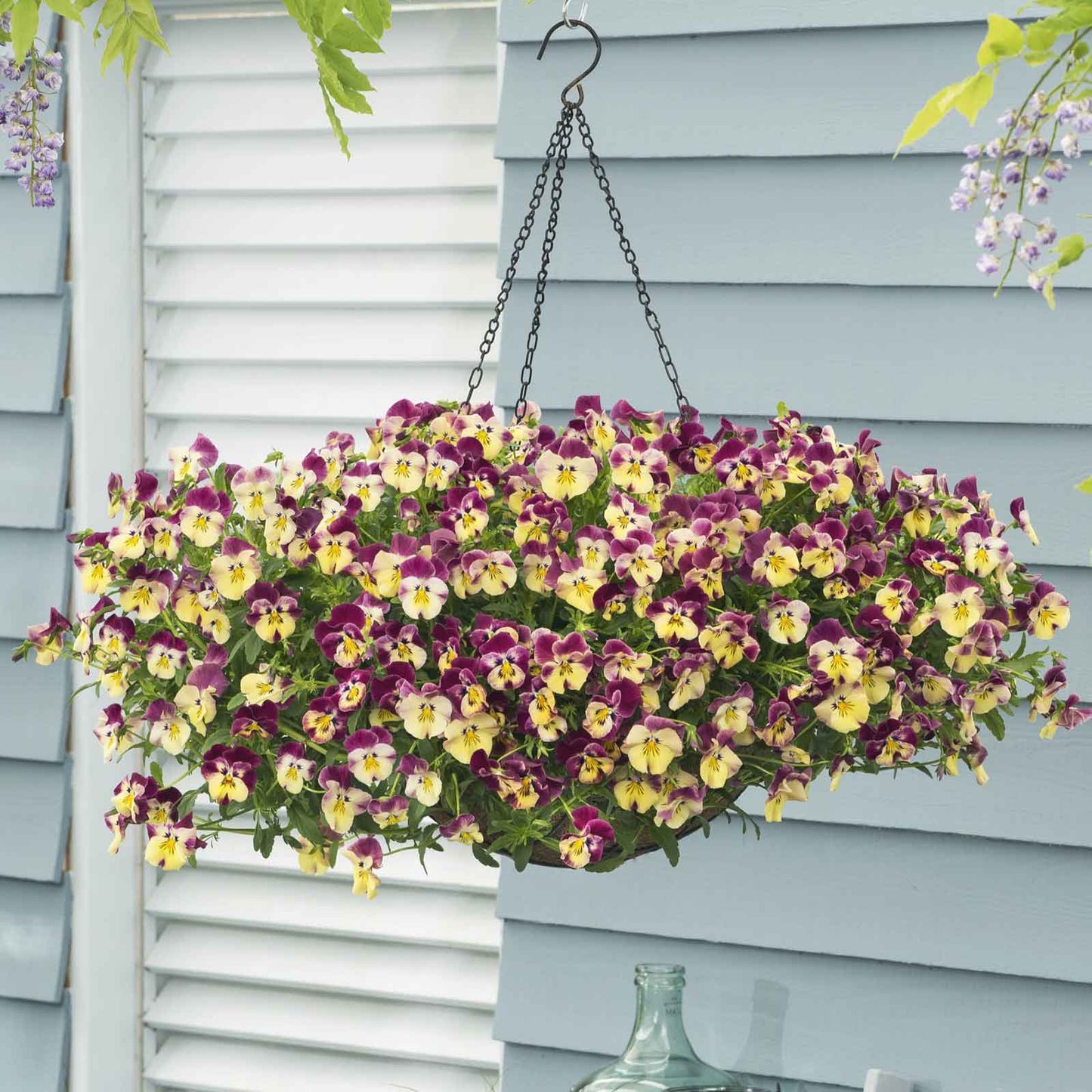 Pansy cool wave strawberry swirl pink, white and yellow ruffled blooms in hanging baskets.