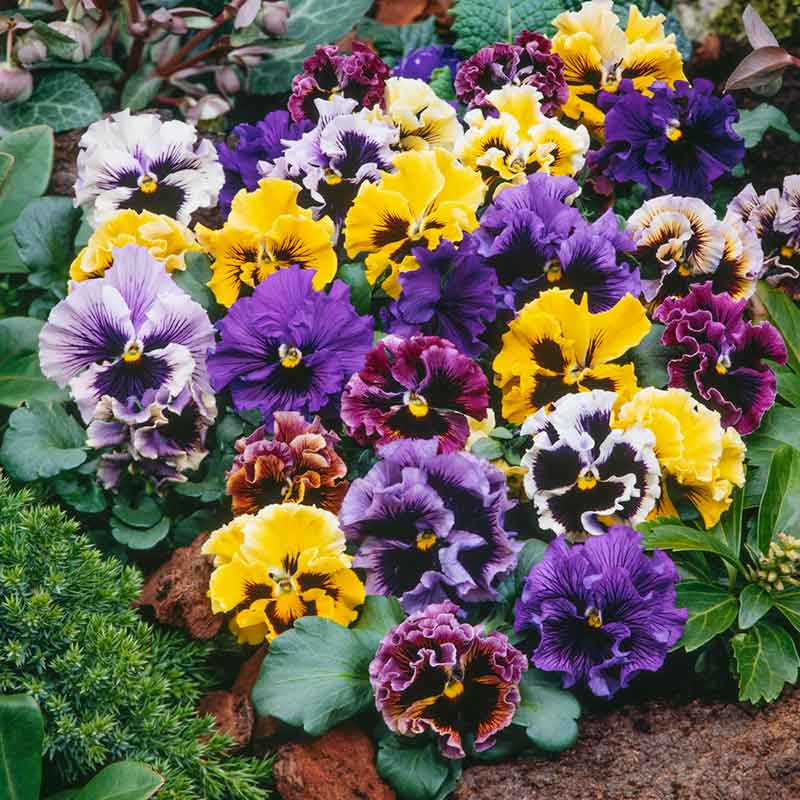 Pansy frizzle sizzle mix ruffled purple, yellow and white blooms on a plain backdrop. | copyright: Floramedia UK Ltd