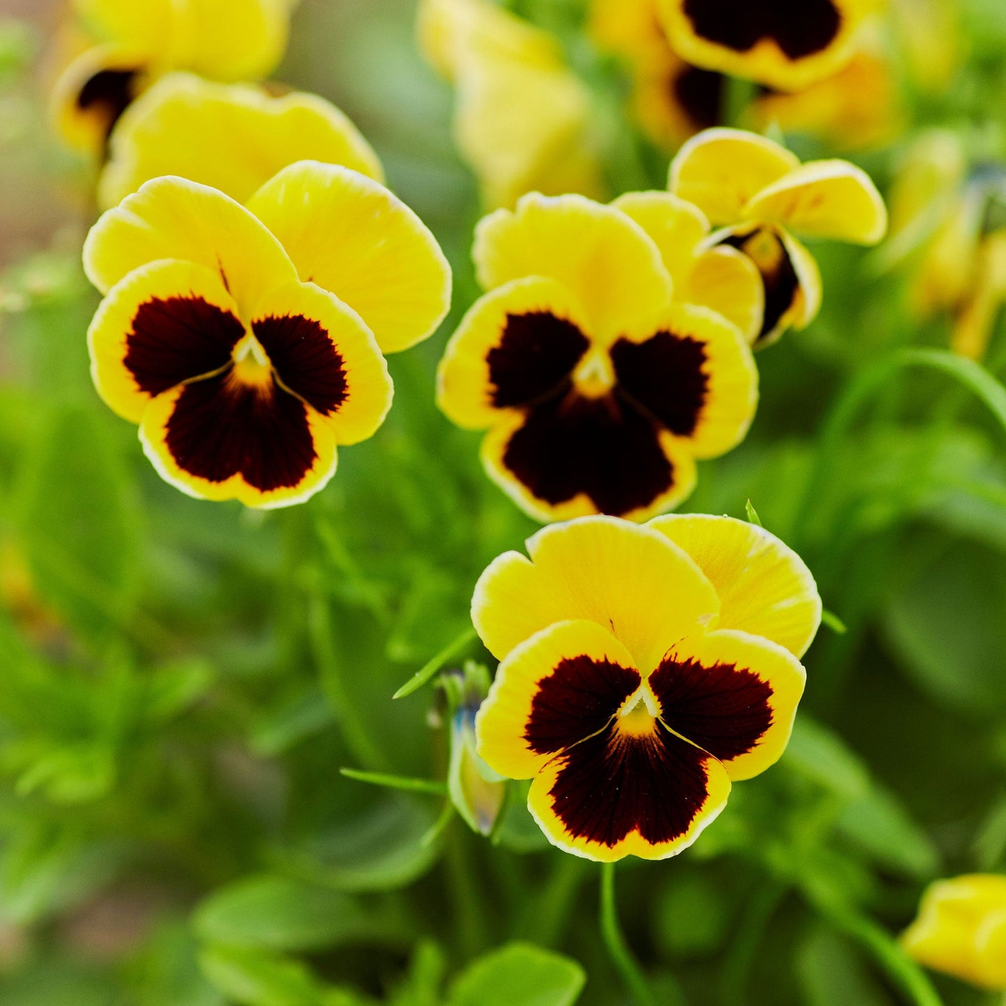Rhinegold pansy deep yellow blooms with subtle dark markings on a blurred backdrop.
