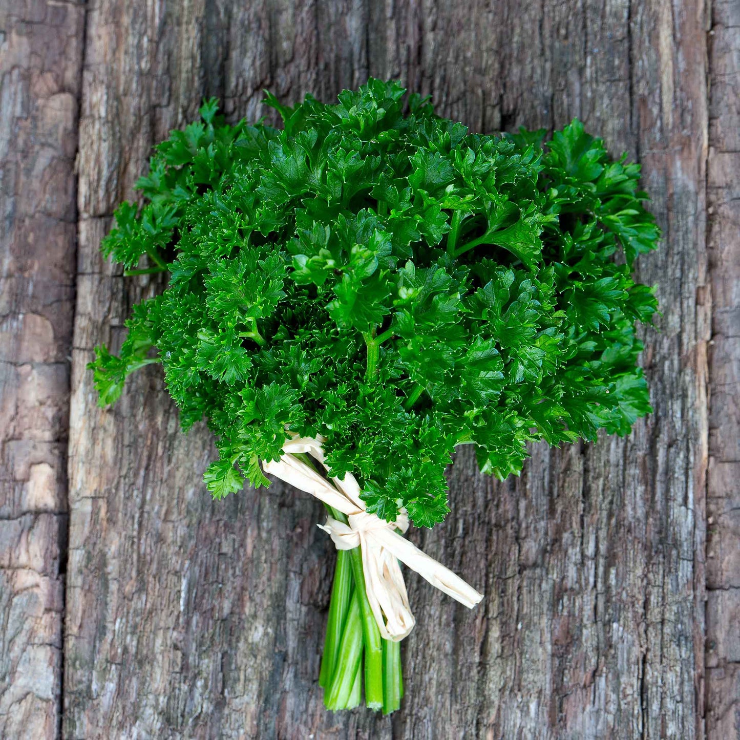 A close-up shot of vibrant green curled parsley leaves, bundled together.