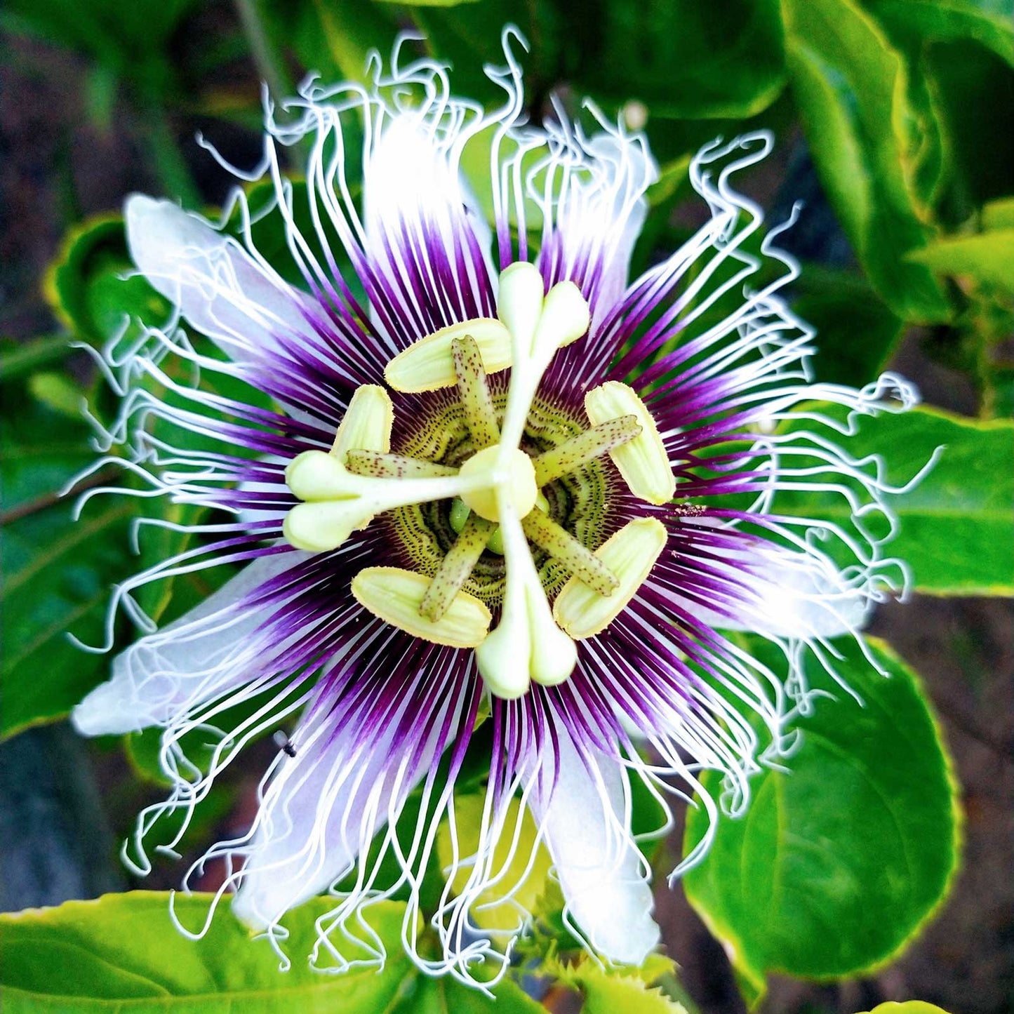 Close-up of a purple passionflower with green leaves in the background
