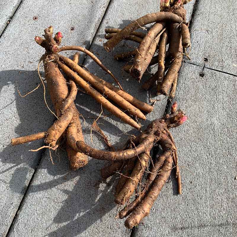 Bare Peony roots slightly covered in dirt showing long roots and multiple eyes