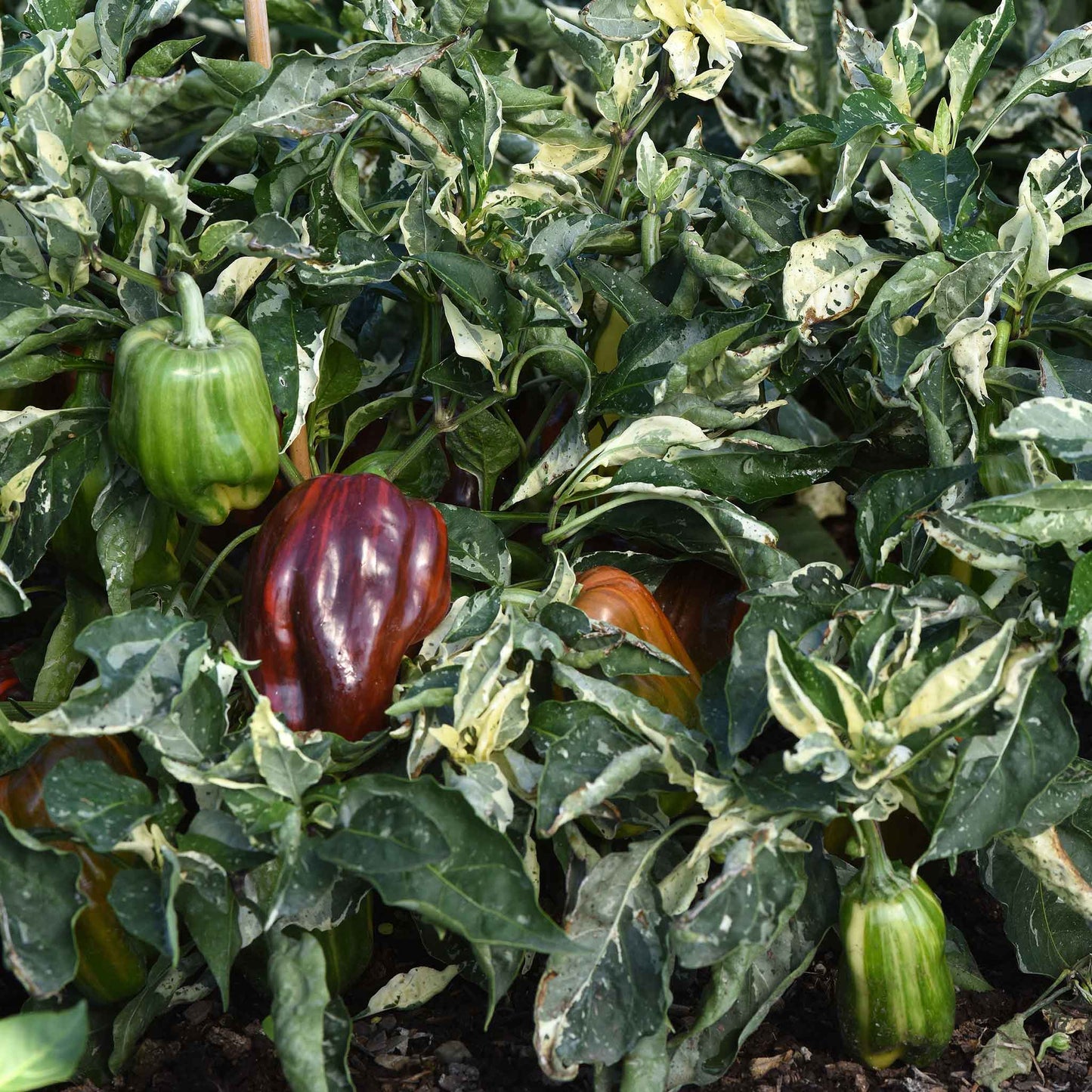 A ripe, red and green striped candy cane chocolate cherry pepper hangs on a vine.