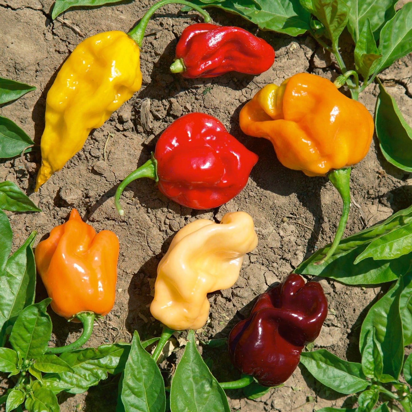 A red, orange, and yellow Caribbean Blend hot pepper, with a few green leaves on the vine.