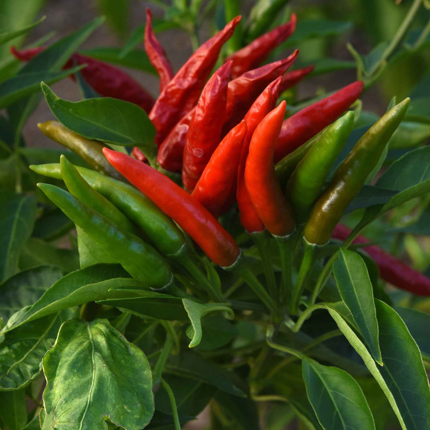 Skyline Red hot peppers growing on a plant and ready for harvest.