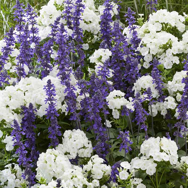 A mix of Blue Salvia and white Phlox David flowers blooming in a garden.