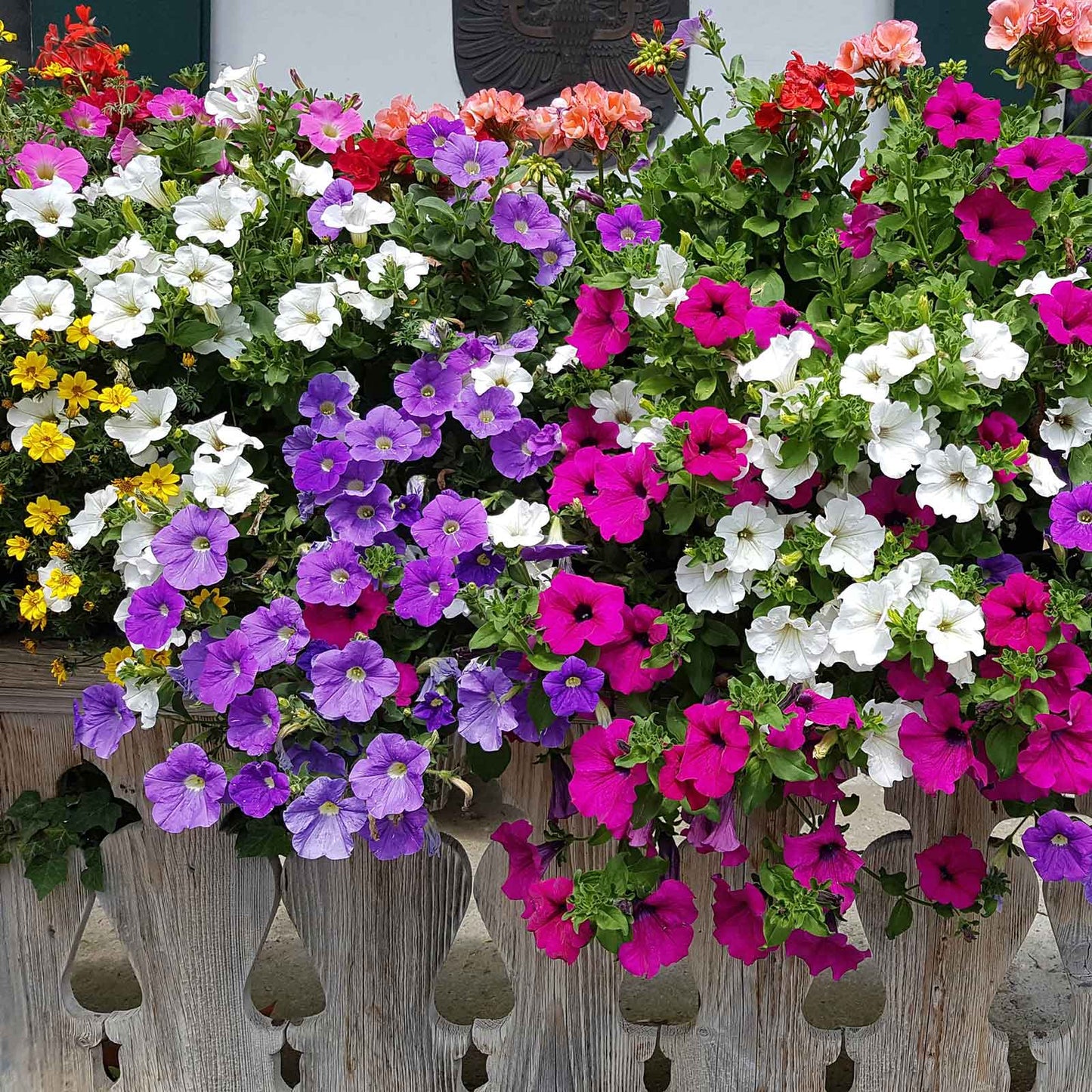 Petunia balcony mix bright pink ruffled blooms trailing down a stone wall backdrop.