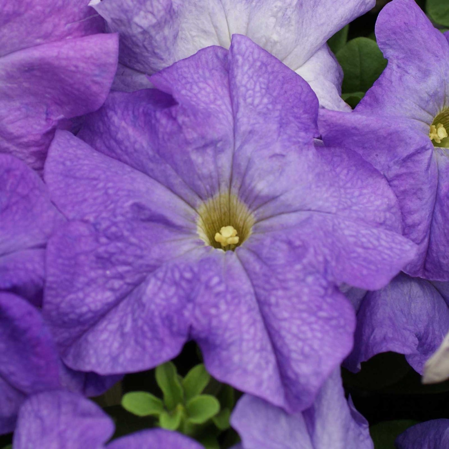 Petunia limbo gp pastel mix soft purple blooms with yellow centers on a plain backdrop.