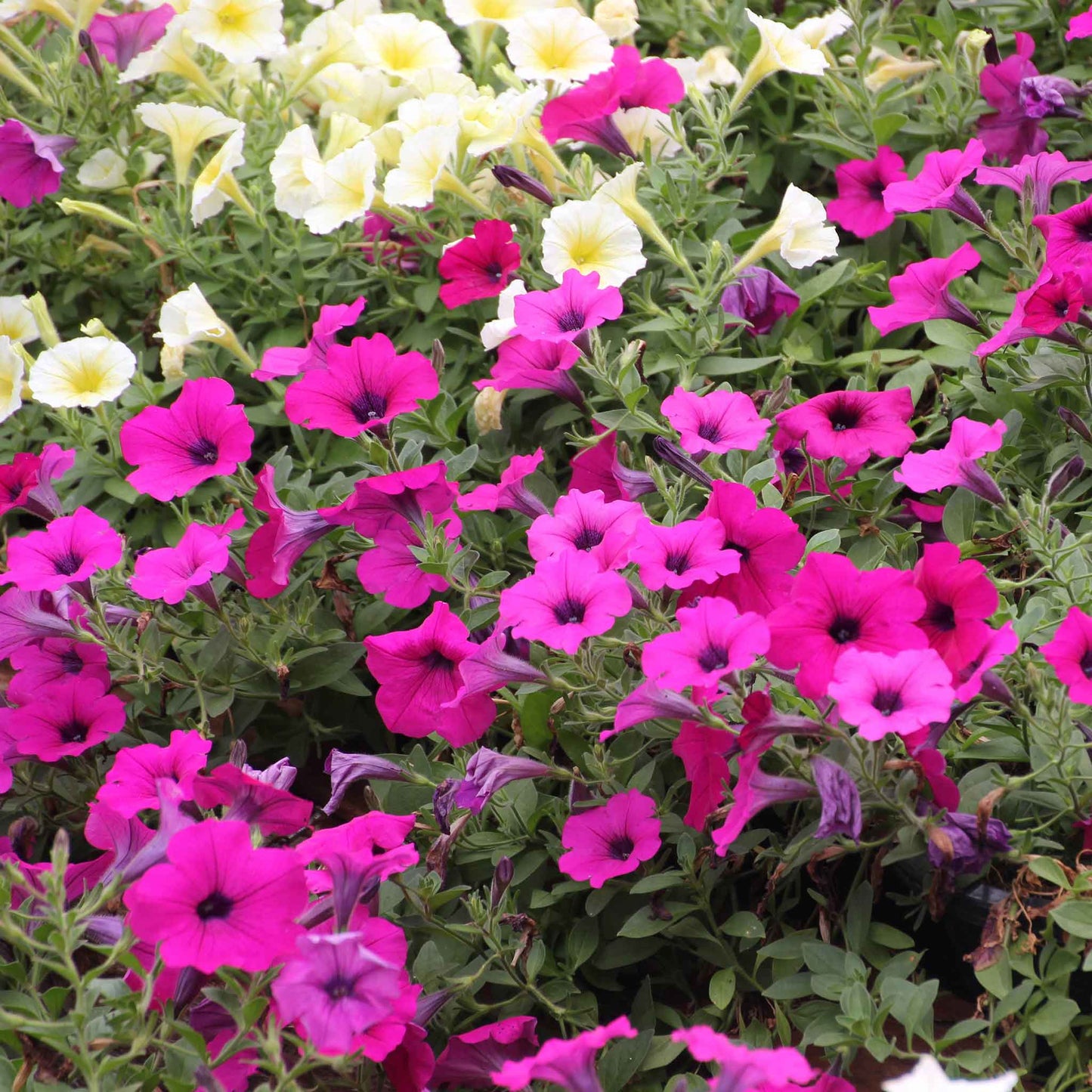 Petunia rose of heaven multiple vibrant pink blooms with soft petals in a garden setting.