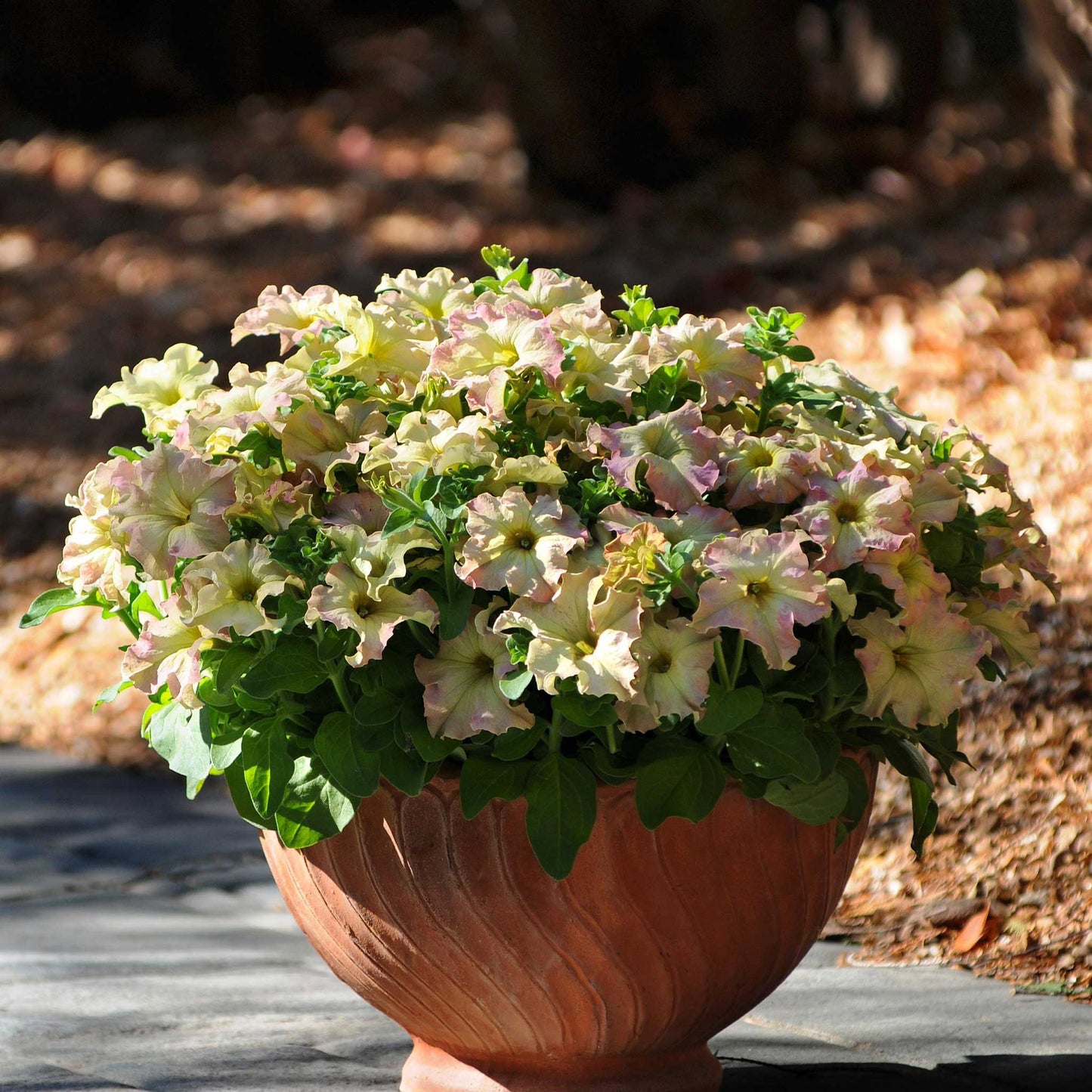 Petunia sophistica antique shades deep purple and lime green bloom in a terracotta pot.