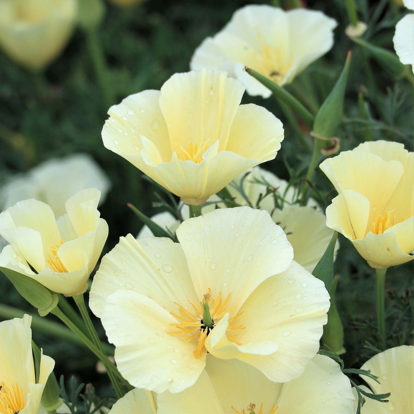 White Alba Poppy with delicate petals and yellow center in a close-up shot.