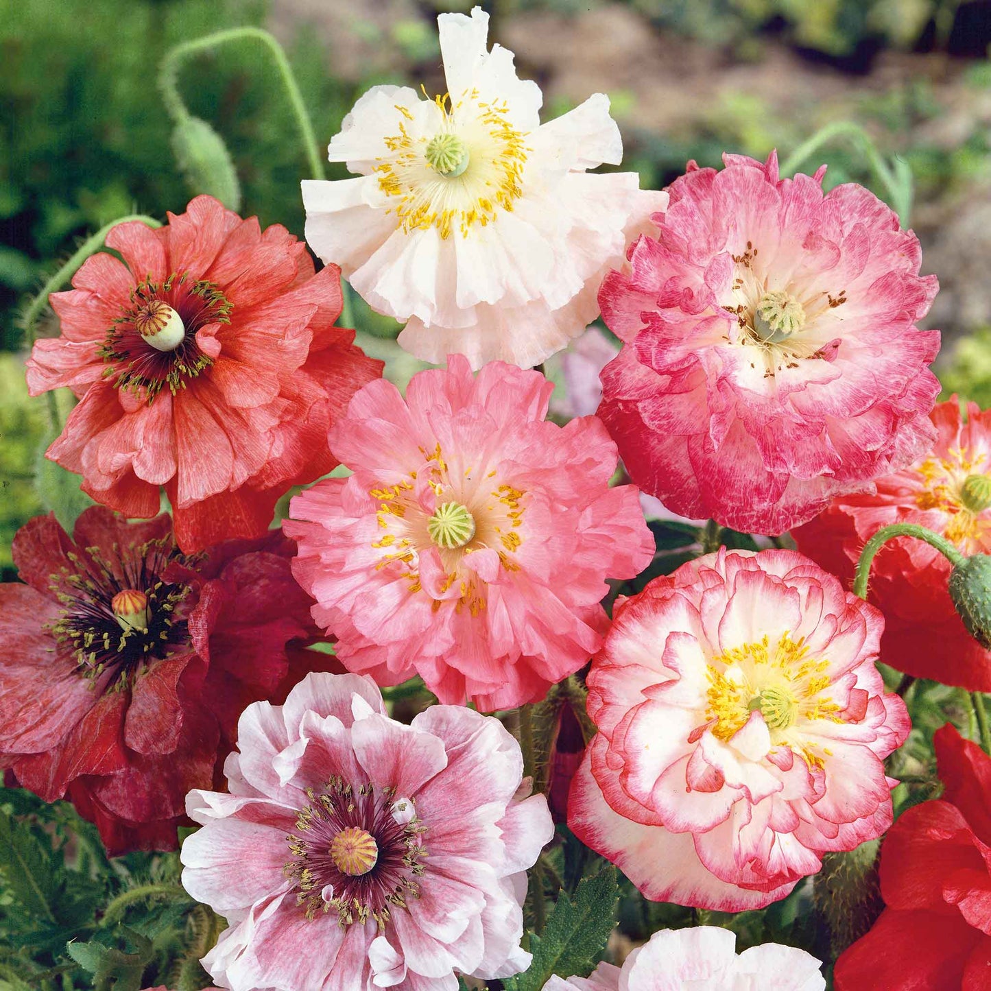 Mixed orange, red, and pink Poppy Angels Choir Mix flowers on a green background