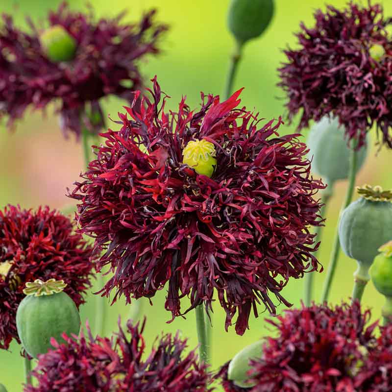 Dark red Poppy Black Swan frilly ruffled blooms on a blurred dark background | copyright: Floramedia UK Ltd