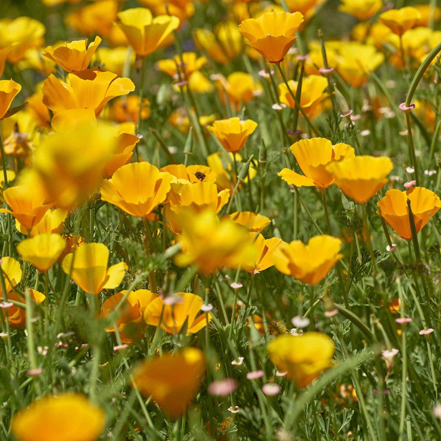 A close-up shot of an orange and yellow chrome queen poppy in full bloom, showcasing its petals.