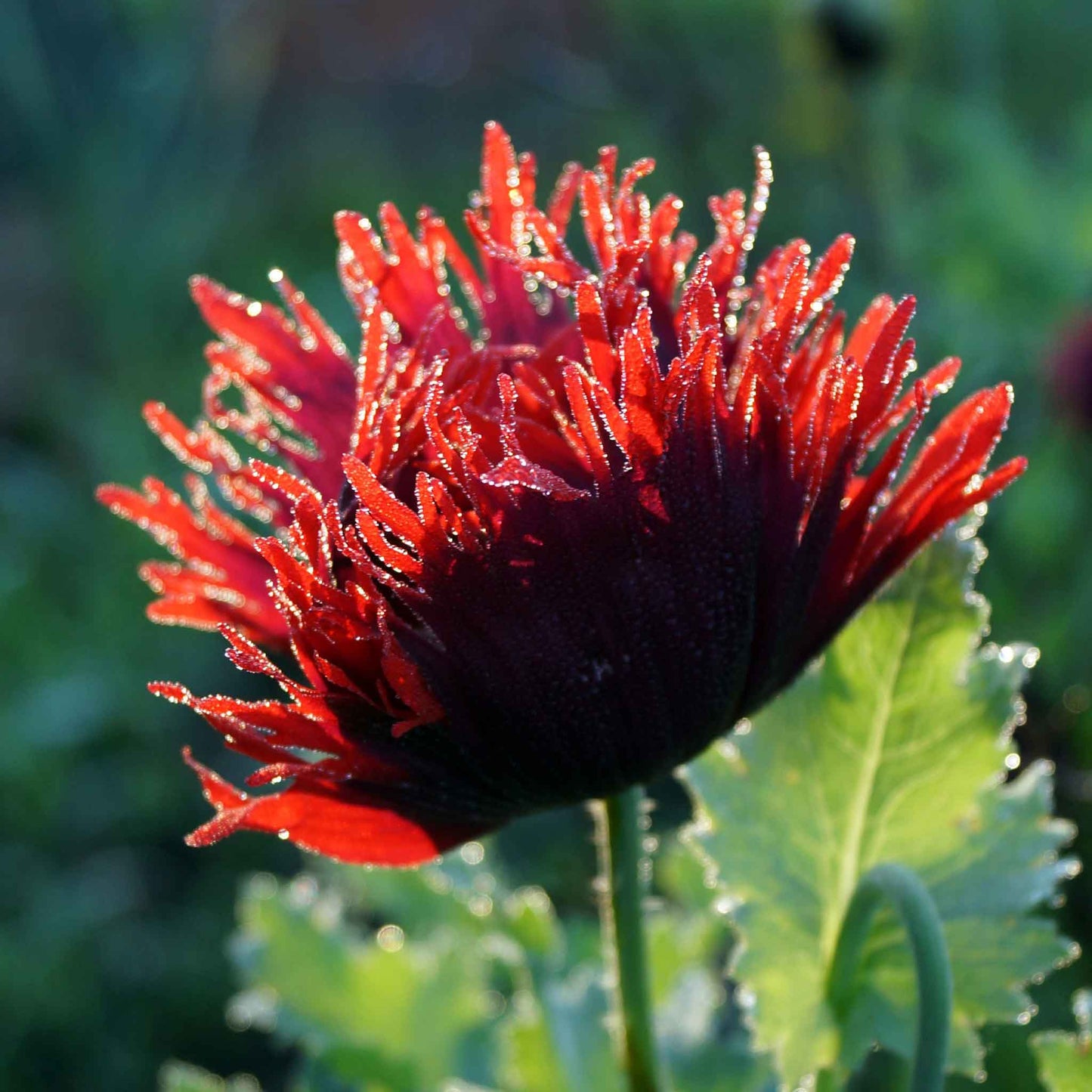 Red Poppy Drama Queen with spiky red petals against a blurred green background
