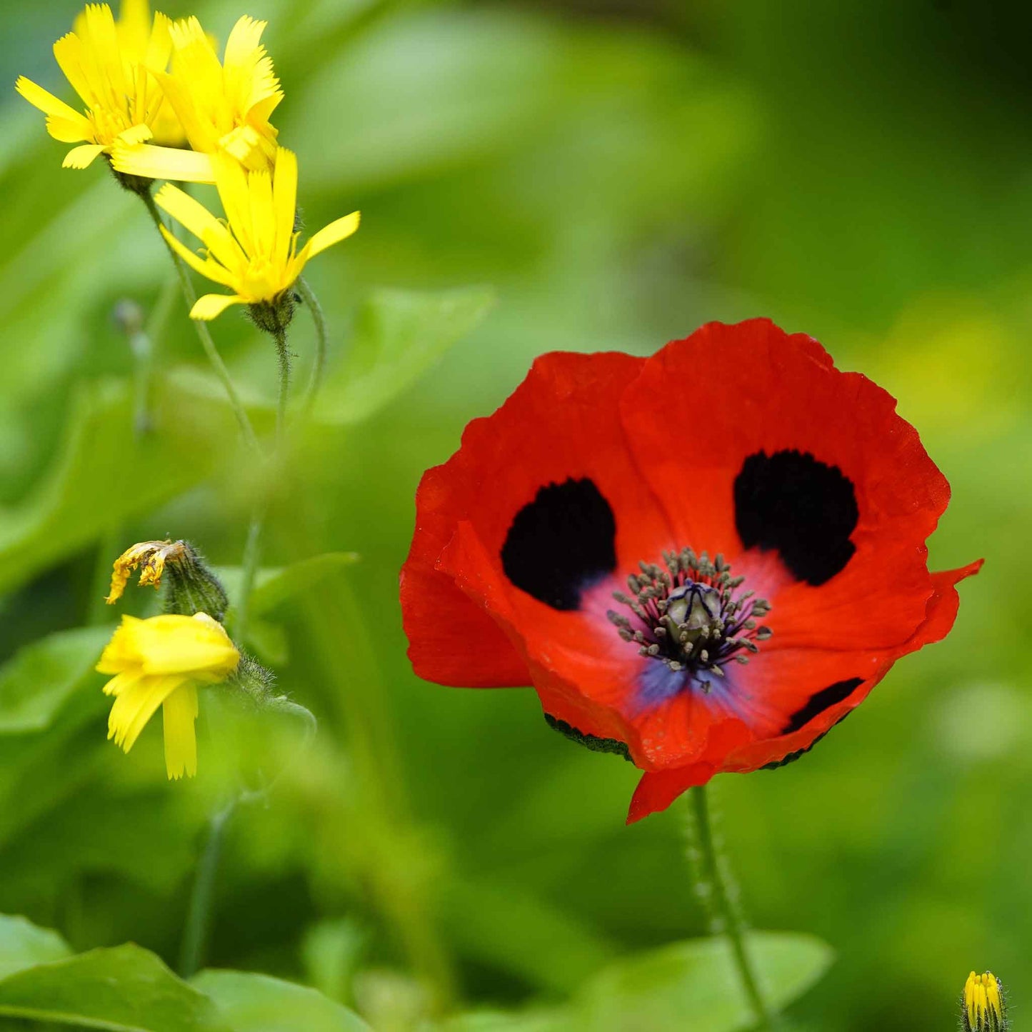 Single red Lady Bird Poppy with black center against a bright green background
