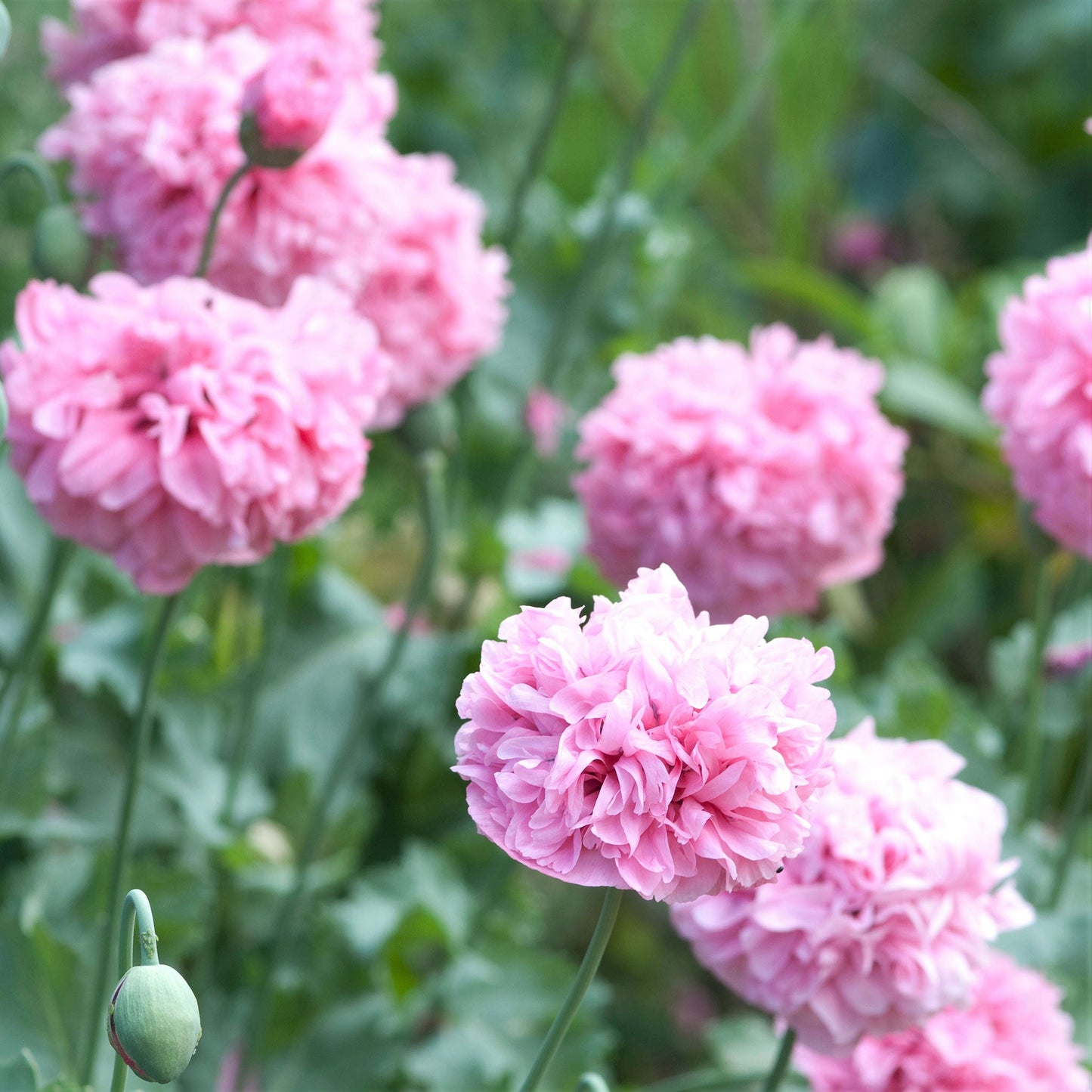 Pale pink Poppy Peony Pale Rose flowers in a garden with blurred pink background