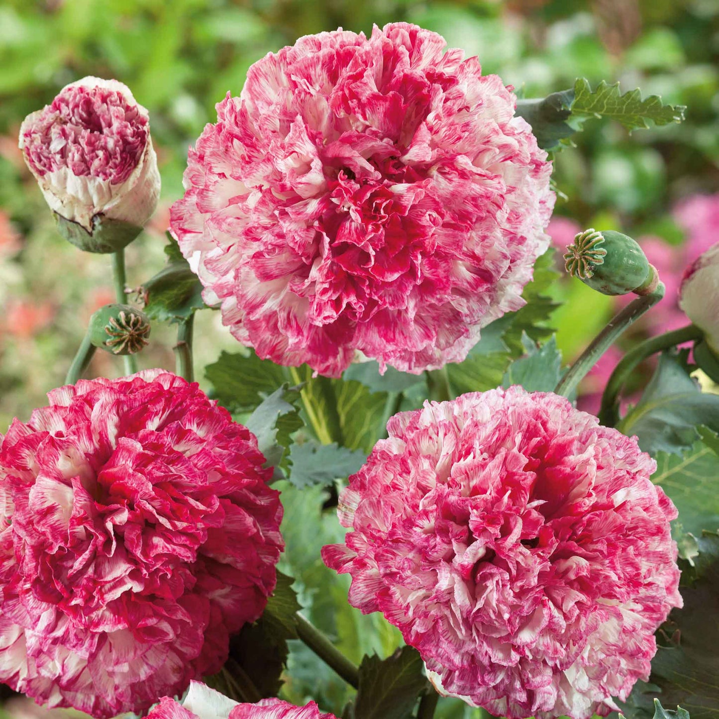 Pink and red Poppy Antique Shades peony blooms with a blurred green background