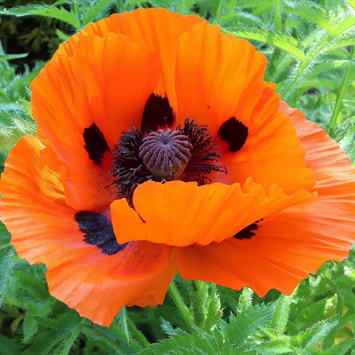 Bright orange Oriental Poppy Prince of Orange with dark center on a blurred background