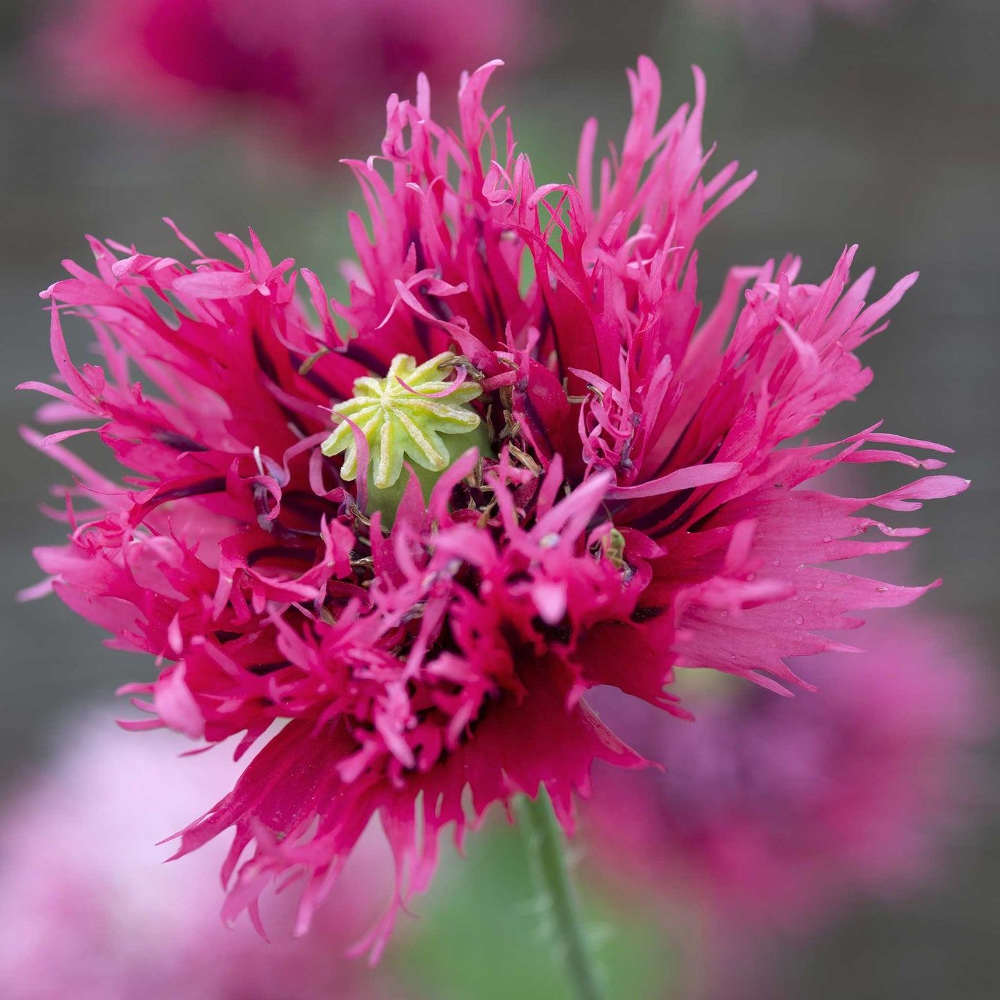 Hot pink fringed Poppy Rose Feathers pompom bloom on a blurred pink background