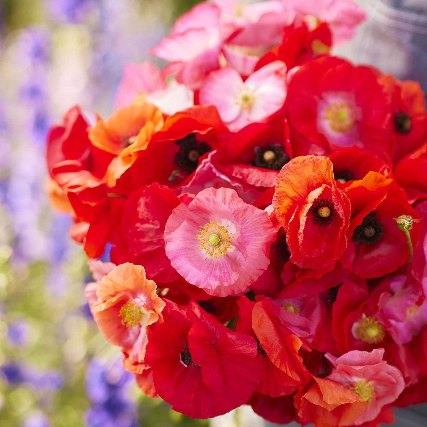 Pink Shirley Poppy red and pink flowers with soft green blurred background