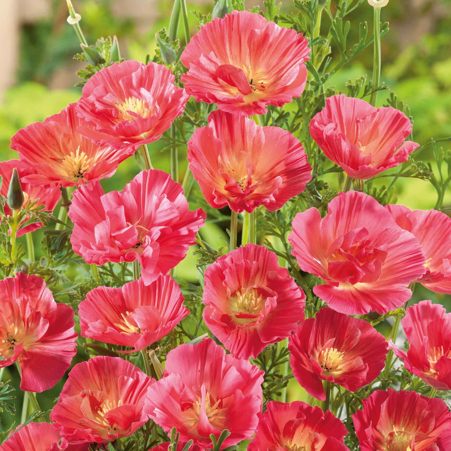 Pink poppy thai silk rose with ruffled petals and intricate details.