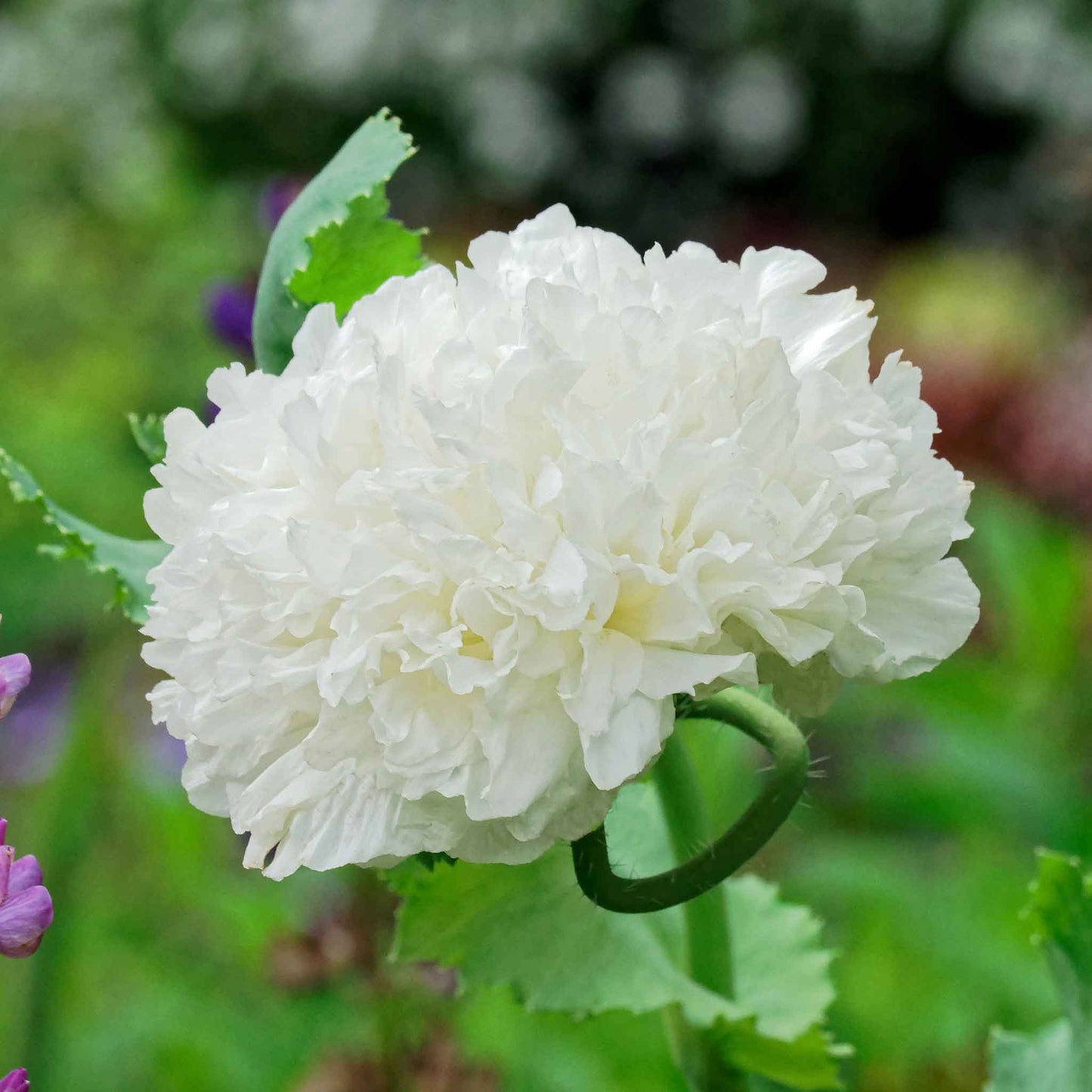 White fluffy Poppy White Cloud bloom against a bright green background