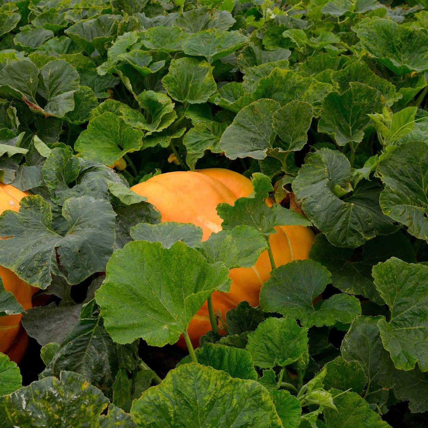 An Atlantic Giant pumpkin partially hidden with pumpkin vines.