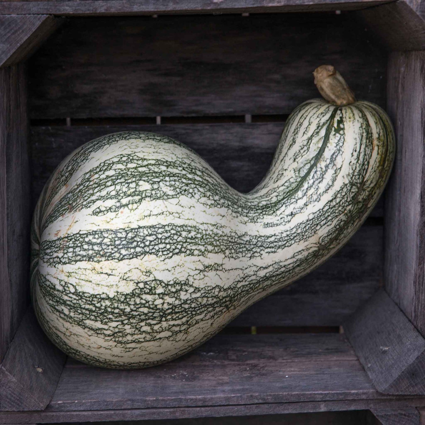 A Cushaw Green-Striped pumpkin with distinctive green and white stripes rests on a grey surface.