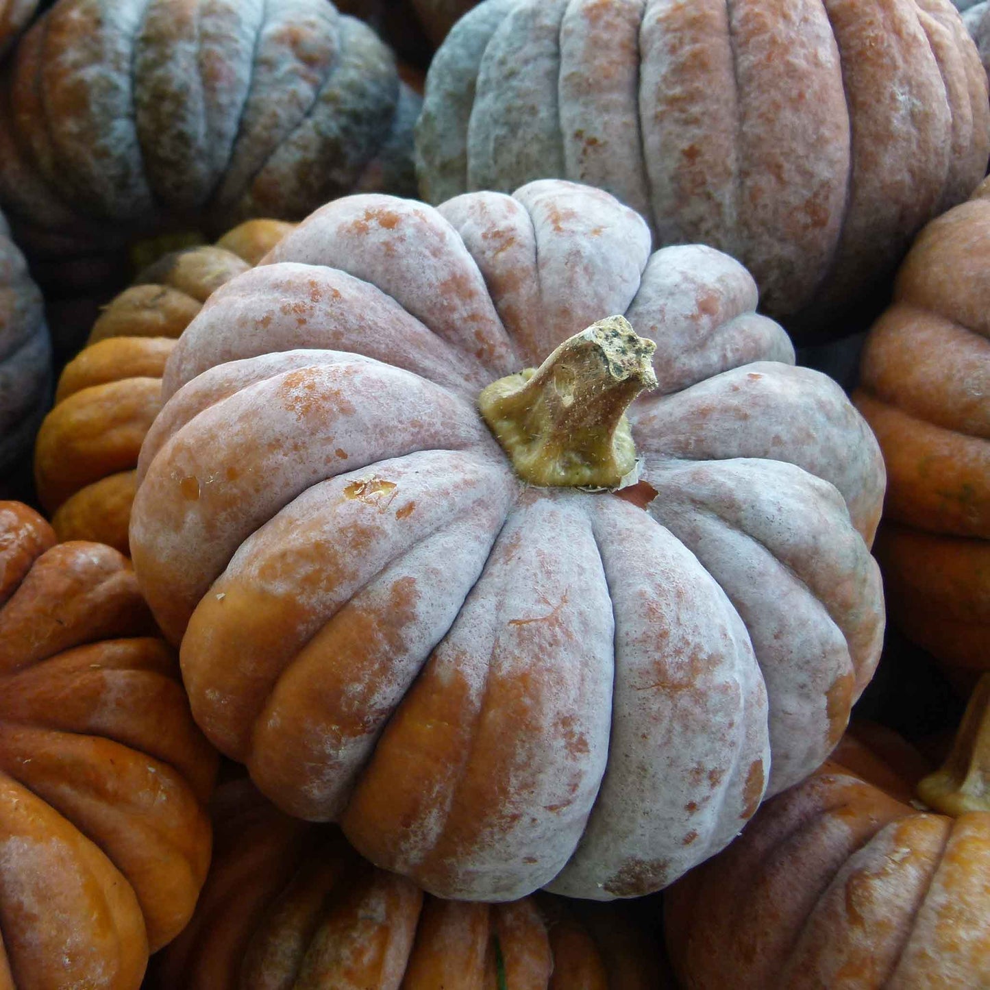 A close-up of a large, flattened, ribbed, and deeply lobed Musquee de Provence pumpkin with a brownish-orange hue.