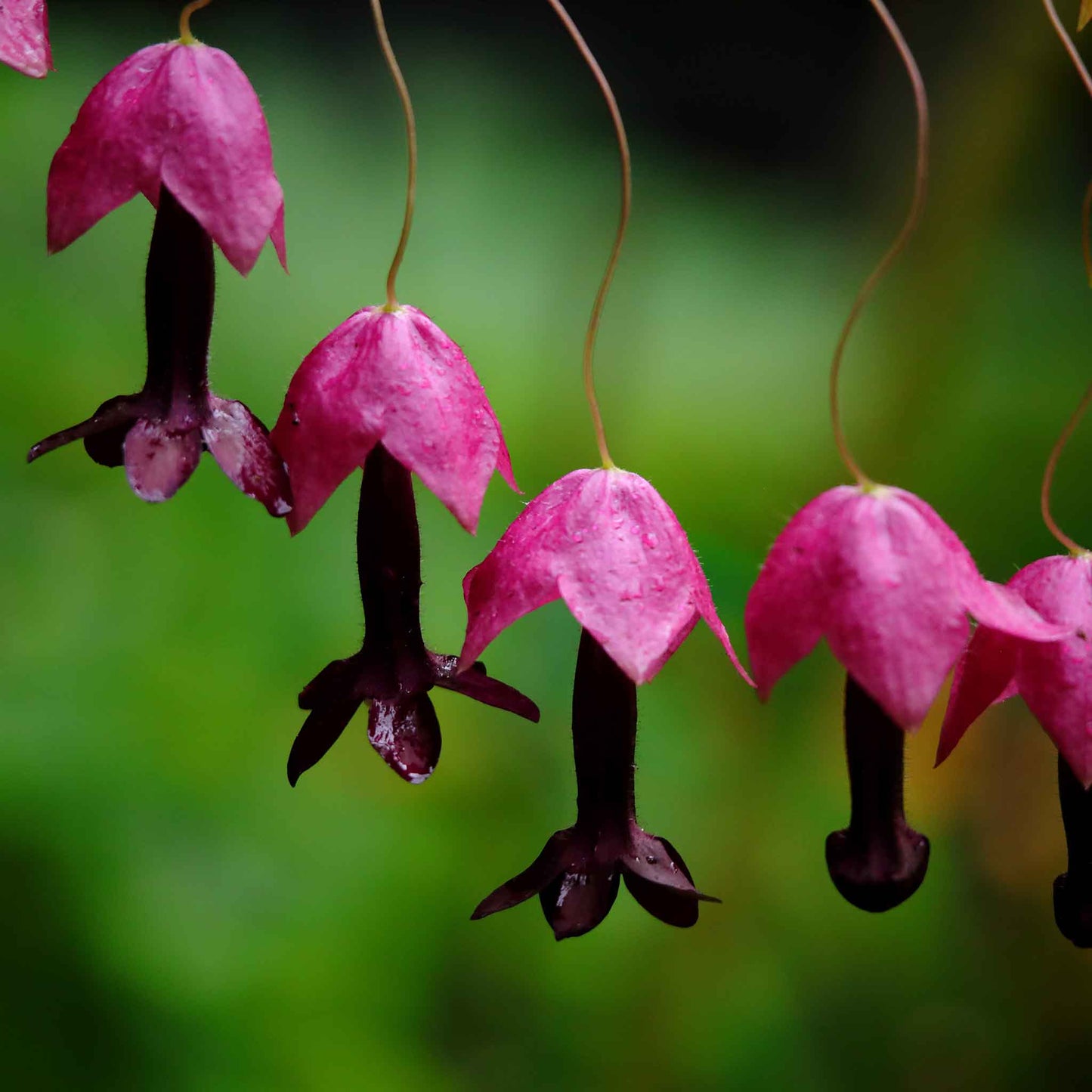 Vibrant purple bell vine flowers hanging from thin stems with green heart-shaped leaves.
