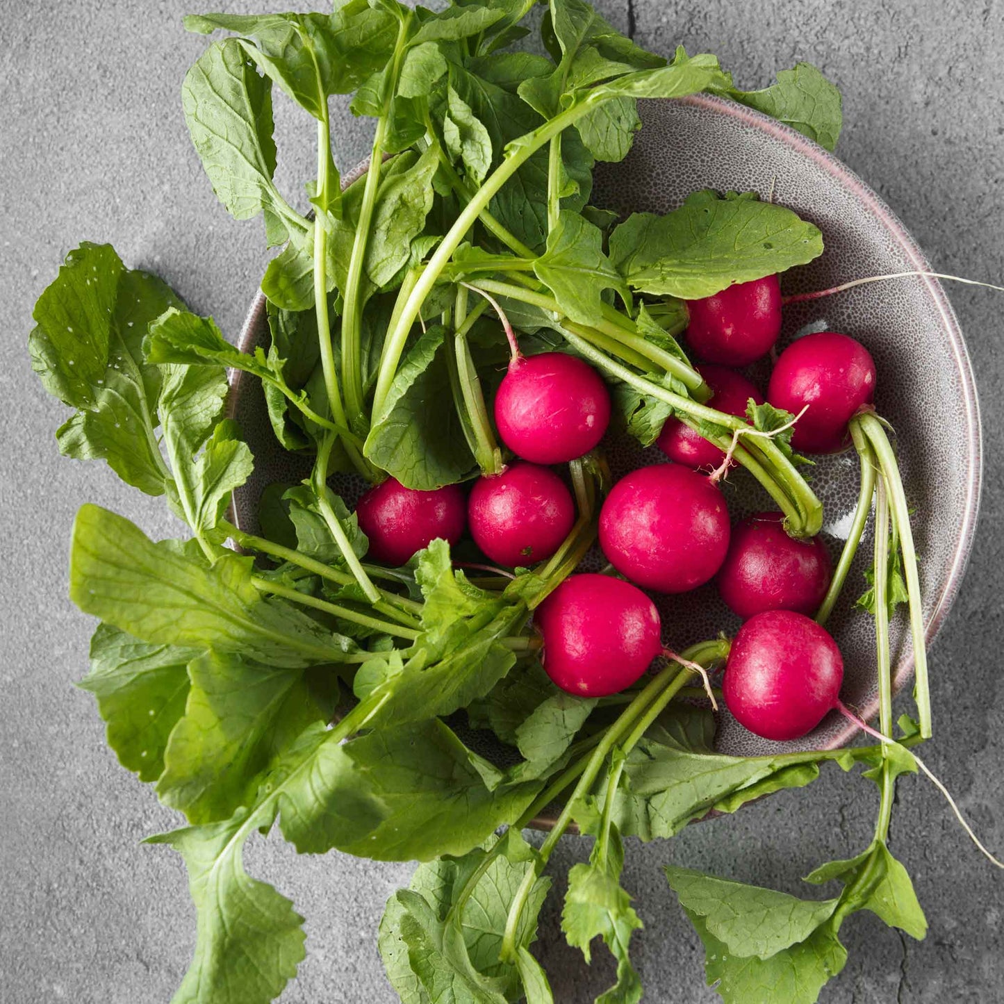 A bowl of Early Scarlet Globe radishes with green stems.