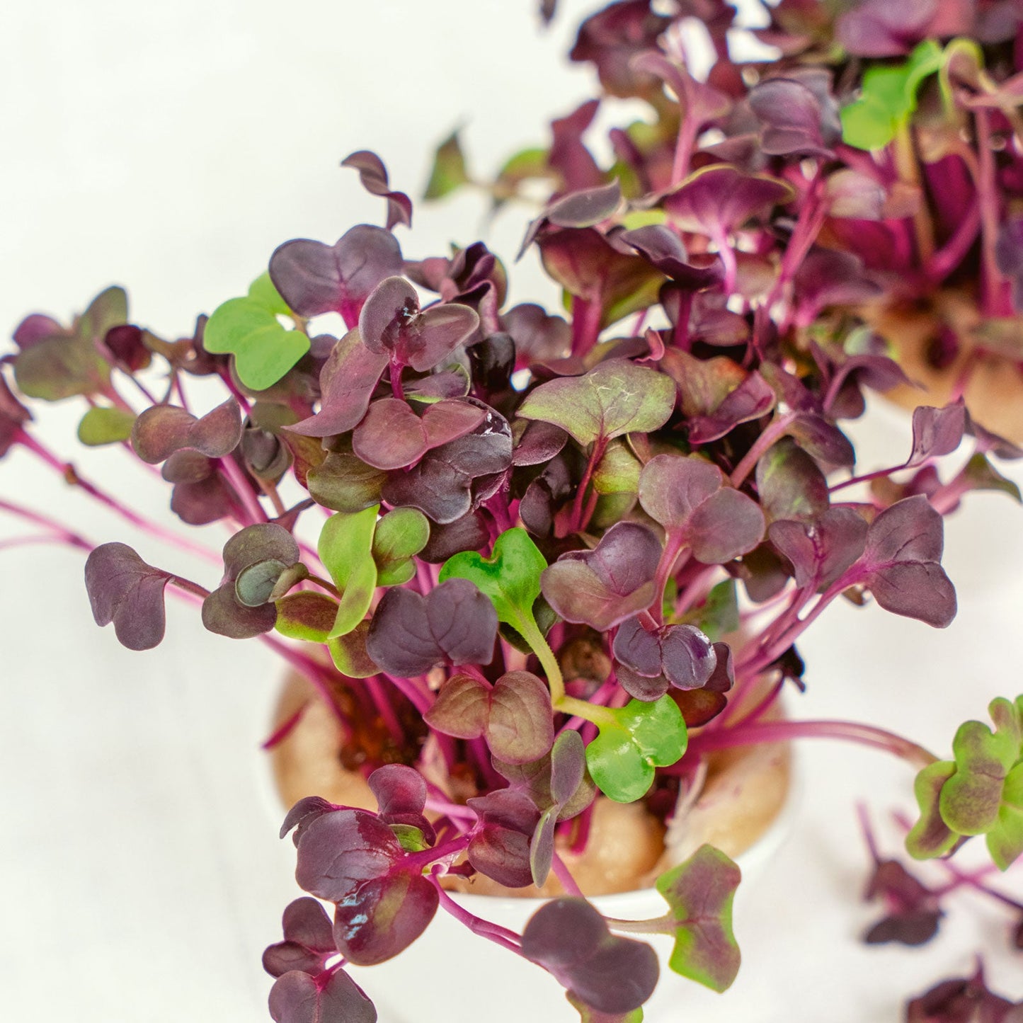 A shot of small, round, vibrant red Sango radish microgreens with tiny green leaves.