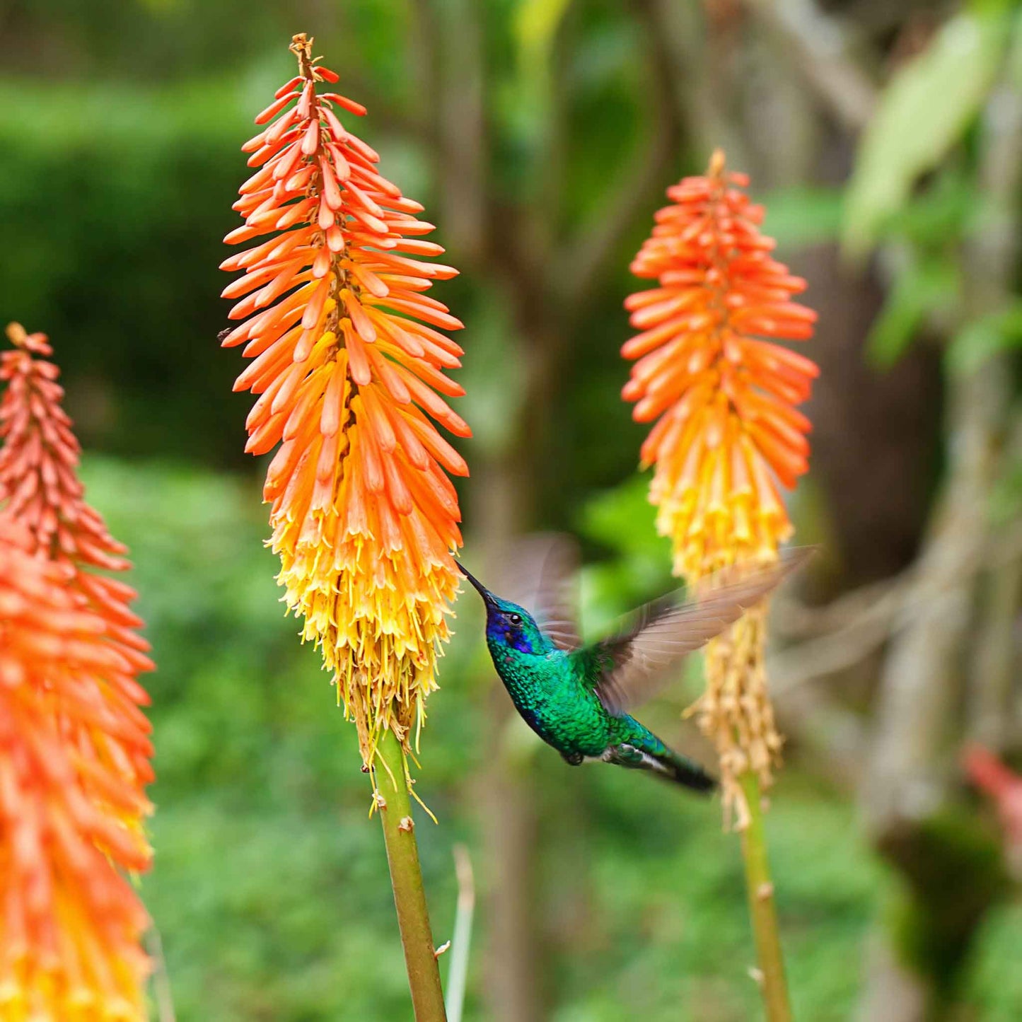 Red hot poker alcazar with orange and yellow spikes beside a hummingbird in a green garden.