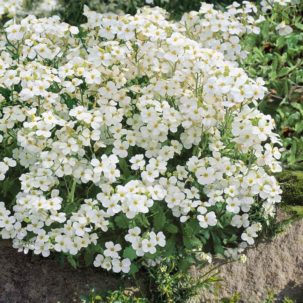Cluster of small, four-petaled white snow peak rock cress flowers with yellow centers and green leaves.