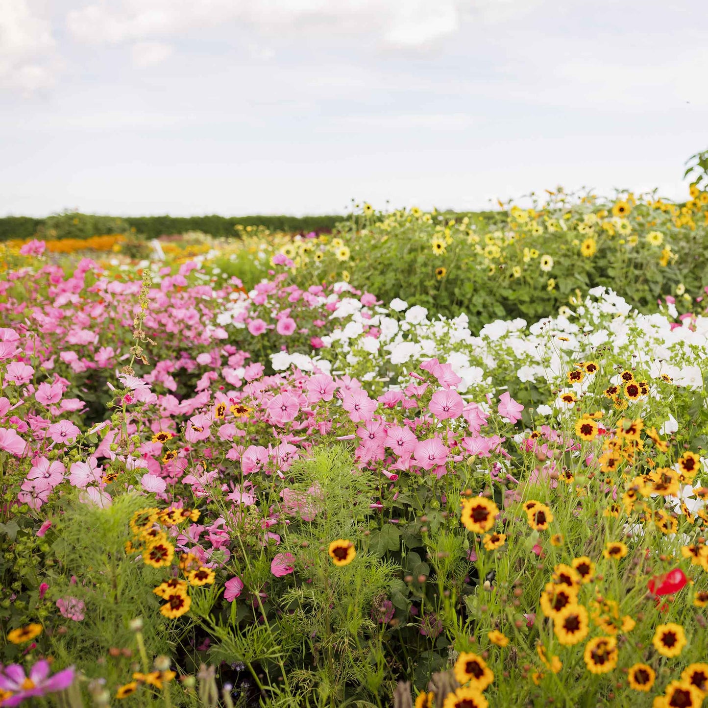 Pink Rose Mallow Loveliness blooms in a garden with yellow and green background