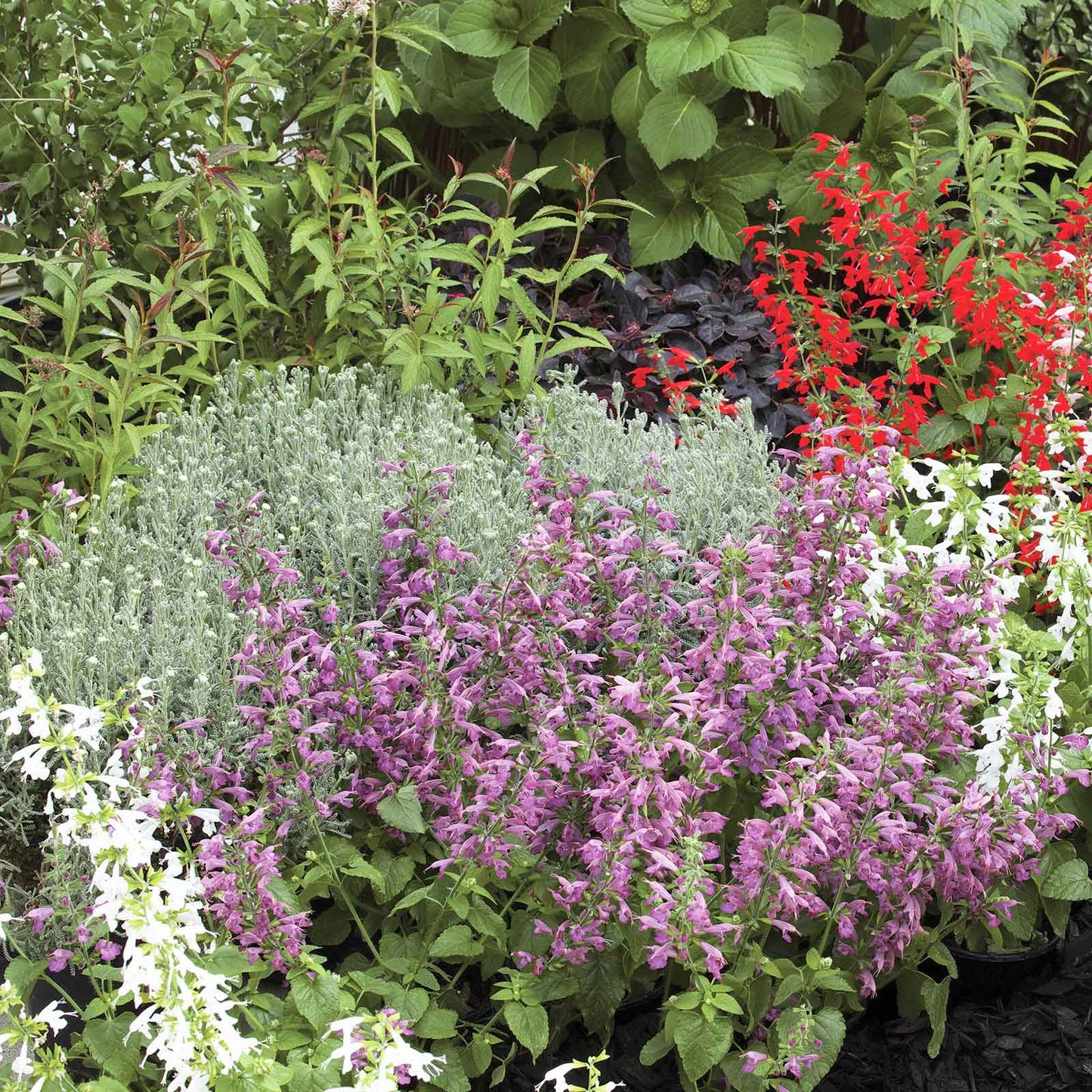 Sage Summer Jewel Lavender light purple flowers with red blooms in the background