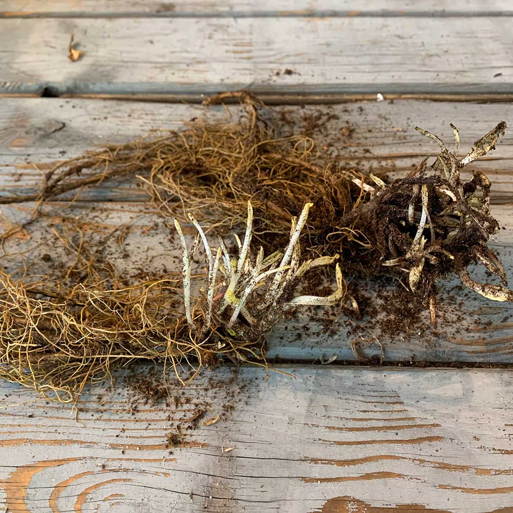 Salvia roots with tan fibrous texture on a rustic wooden surface.