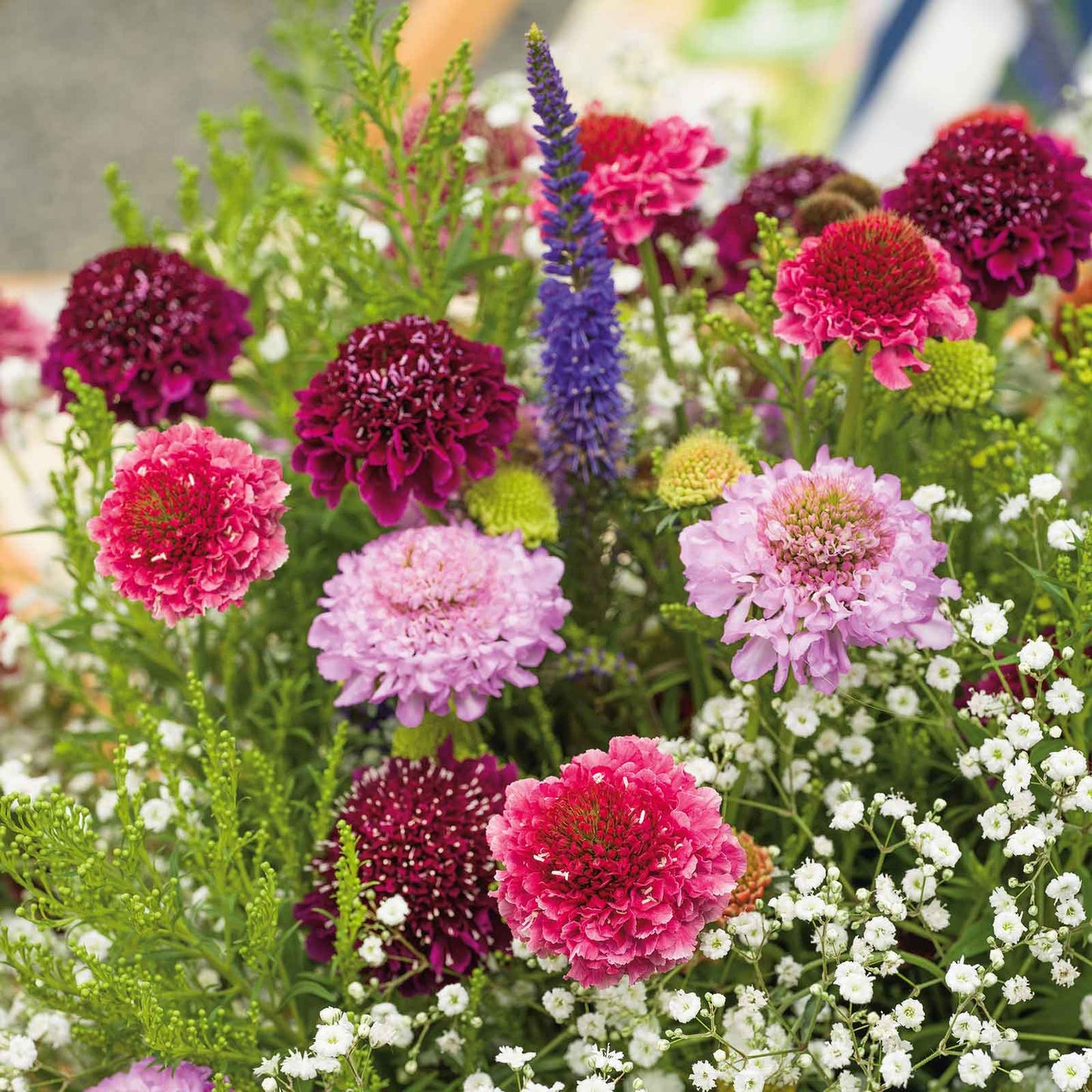 Mixed purple, pink, and white Scabiosa Tall Double Mix blooms on a green background