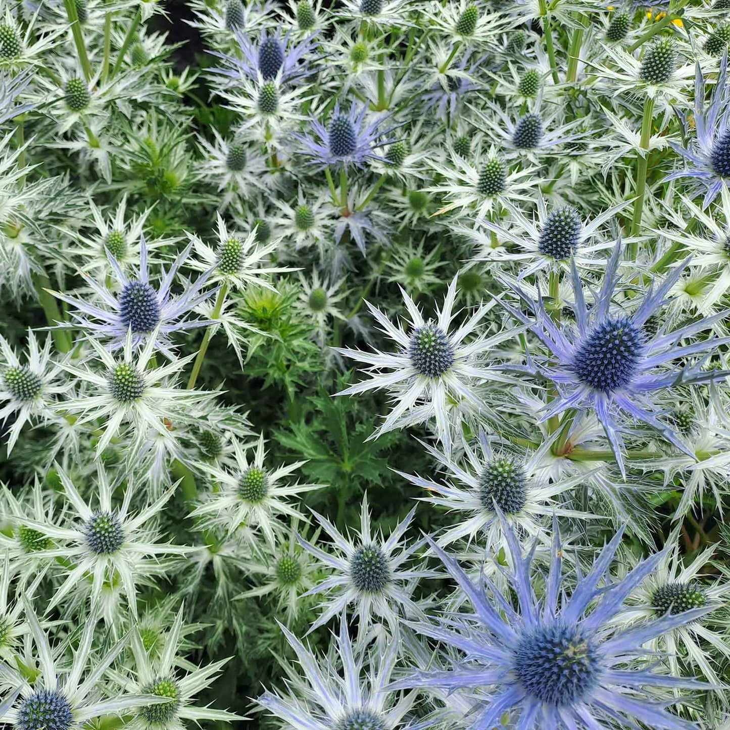 Close-up of a vibrant blue sea holly flowers with spiky bracts and a distinctive cone-shaped center.