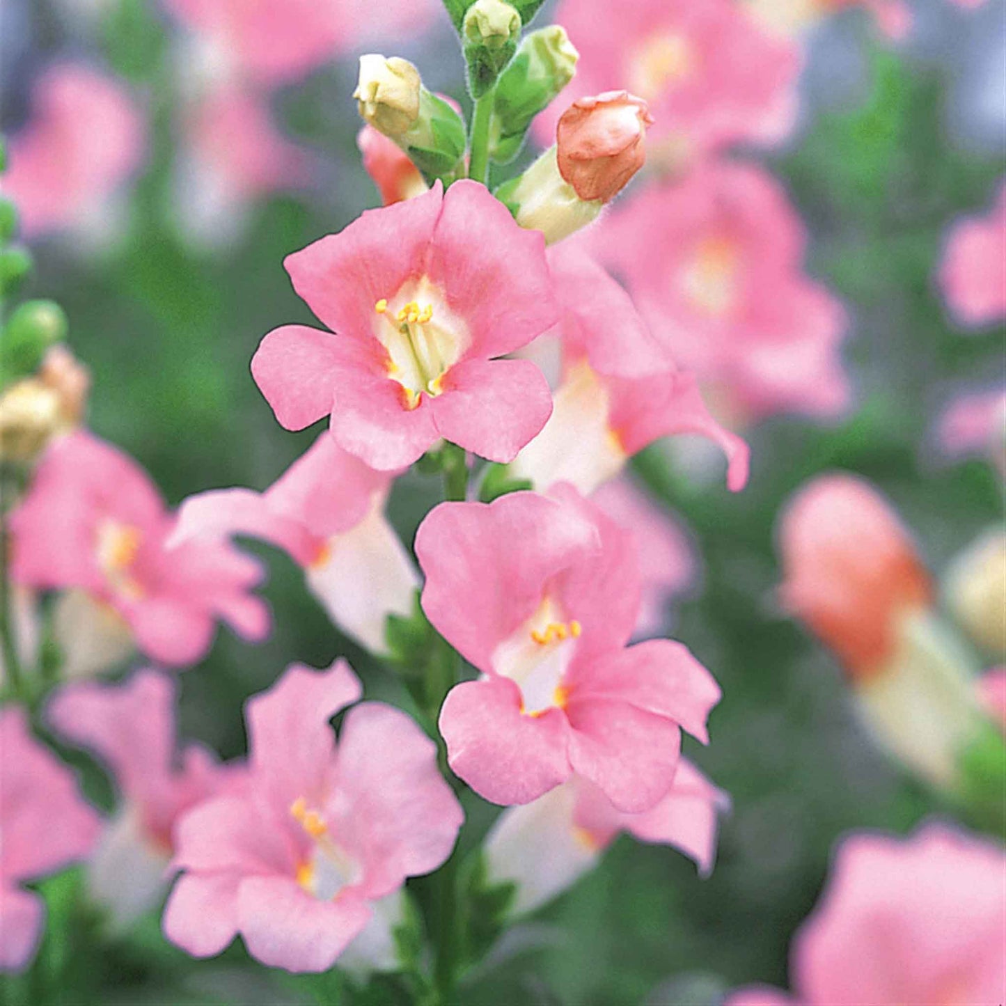 Snapdragon chantilly light pink soft pink and white flowers on a blurred background
