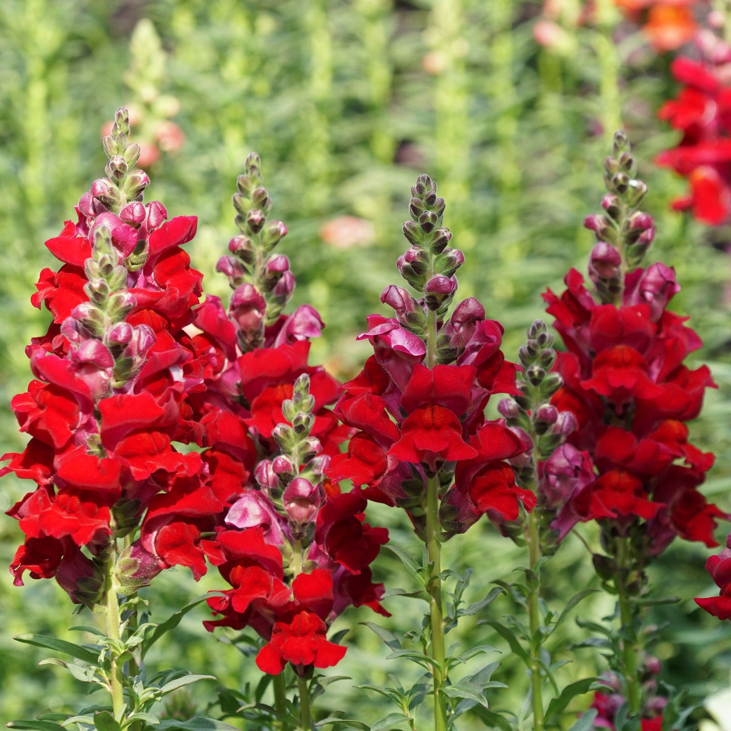 Defiance snapdragon red flowers in full bloom with a green leafy background
