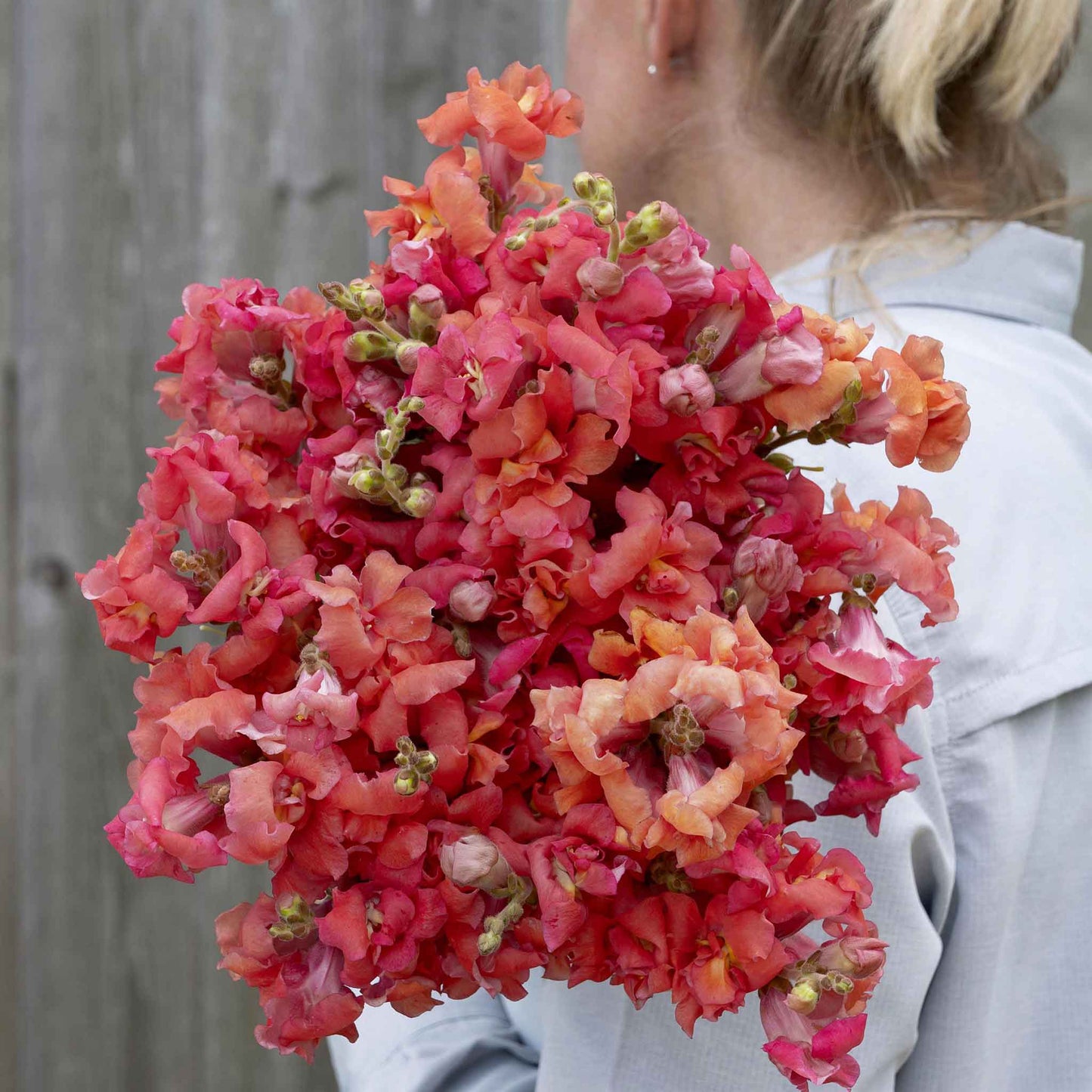 Snapdragon madame butterfly cherry bronze deep red flowers in bloom on blurred background