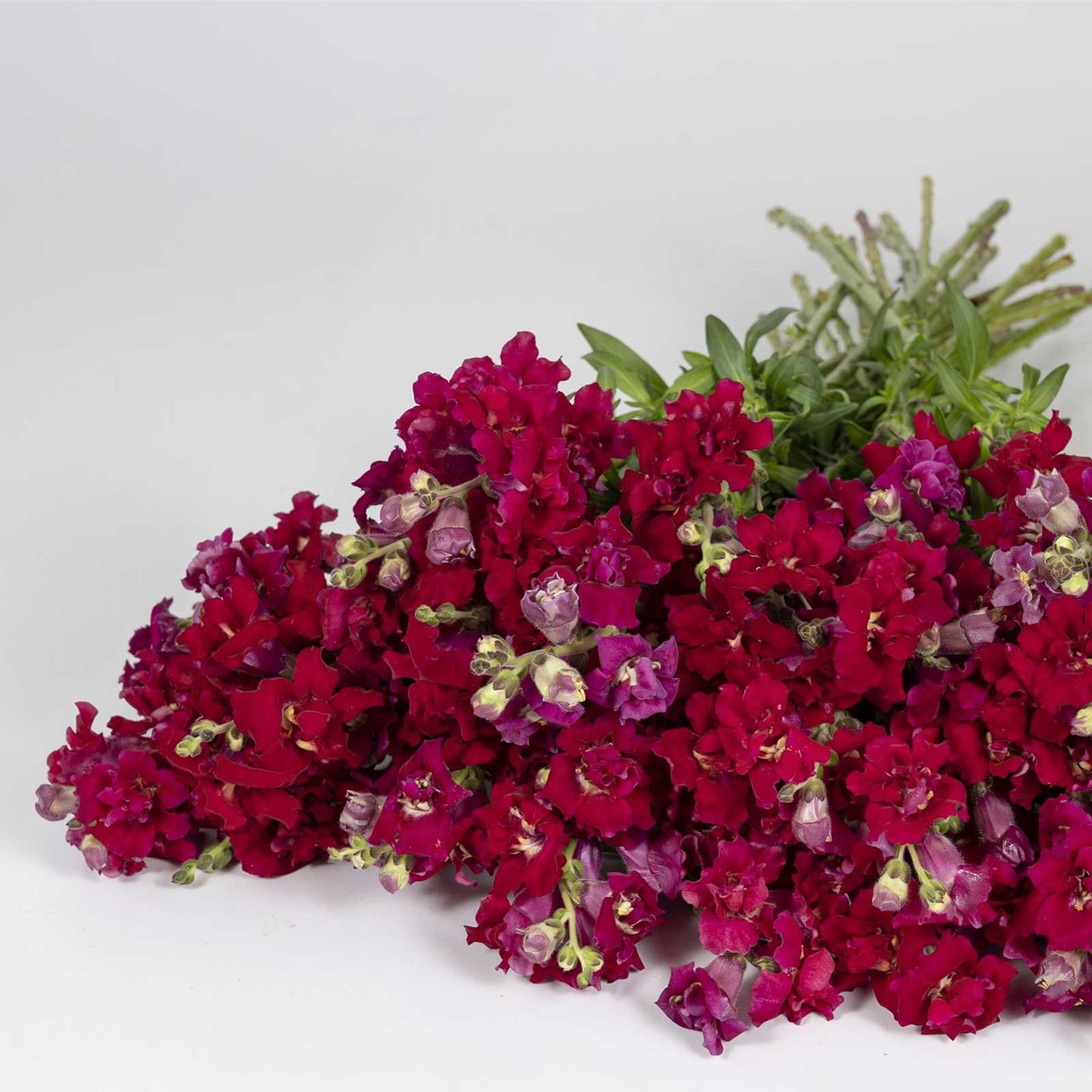 Snapdragon madame butterfly red flowers with green leaves in bright sunlight background